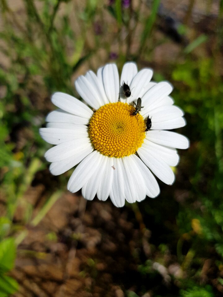 The nature of the macro summer