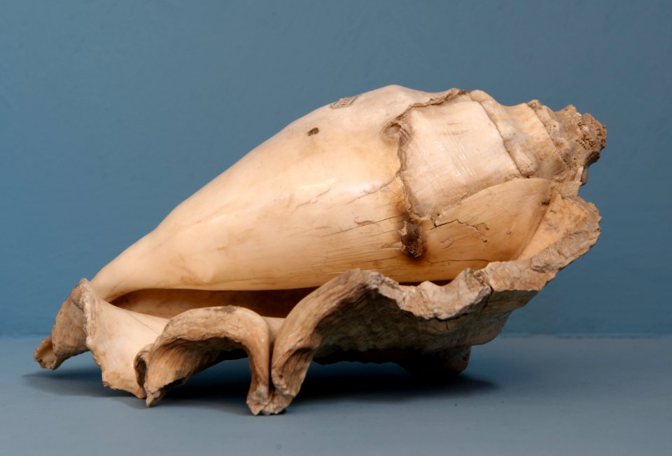 Seashell South Mesopotamia Early Dynastic IAM