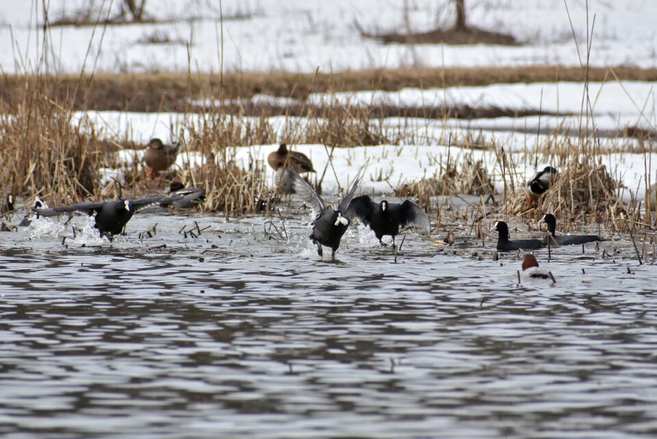 Bird wild birds waterfowl