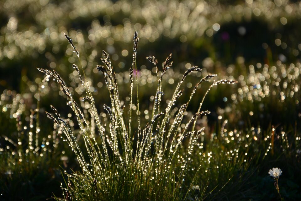 Macro spring flowers plant