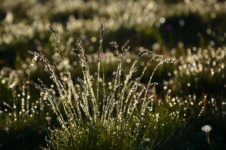 Macro spring flowers plant photo