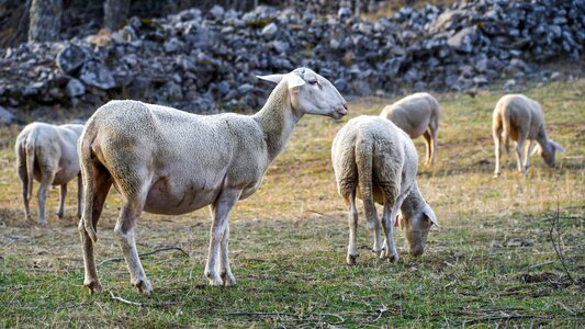 Animal field nature