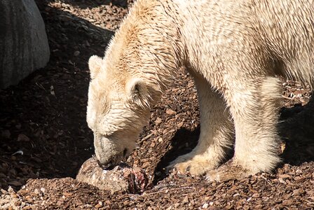 Animal bear wild