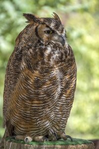 Animal outdoors owl photo