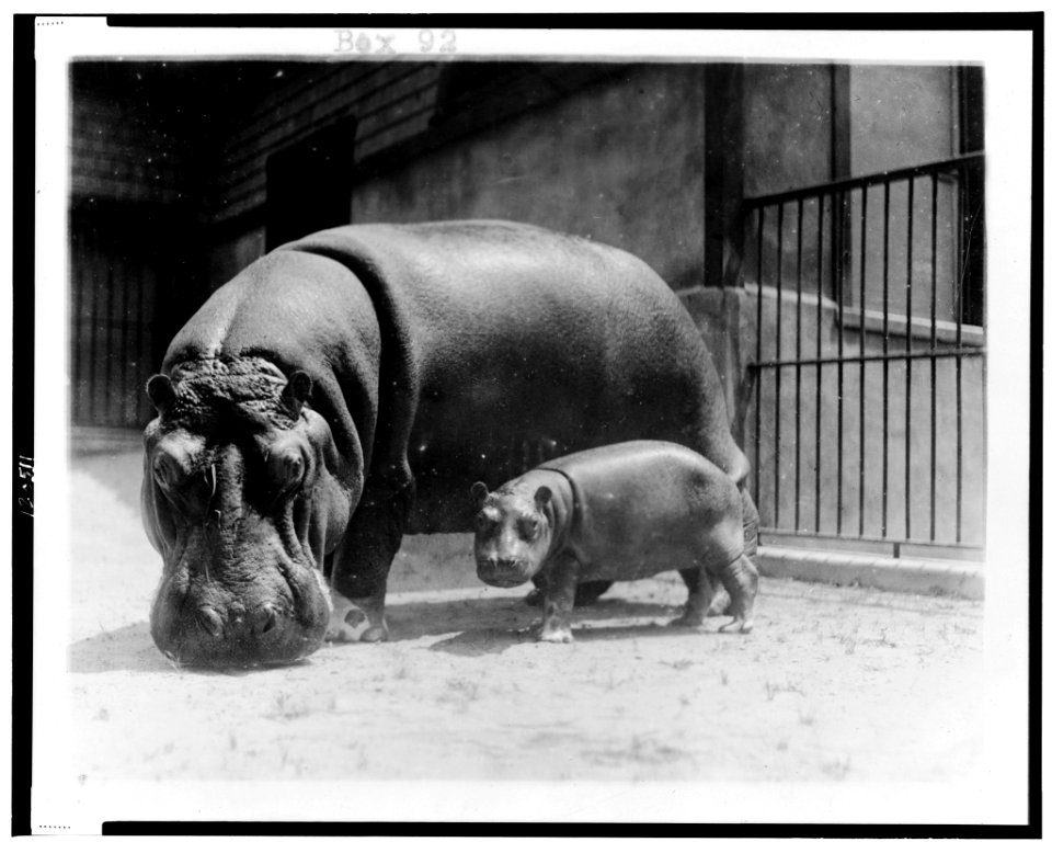 An adult and baby hippopotamus at the National Zoo, Washington, D.C. LCCN98504369
