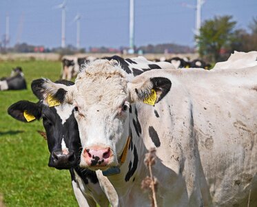 Agriculture livestock milk cow photo