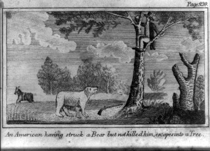 An American having struck a bear but not killed him, escapes into a tree LCCN2001699697