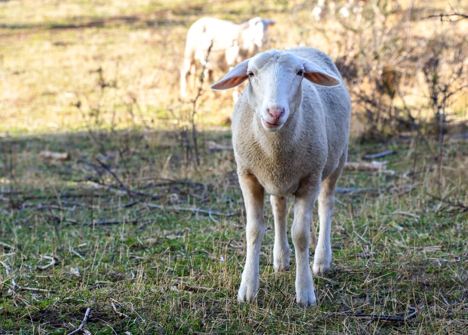 Animal field nature