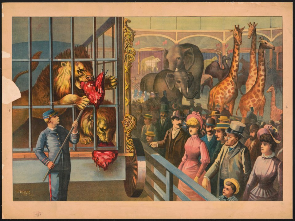 An animal keeper feeding raw meat to lions in a circus cage as spectators watch LCCN2007682633