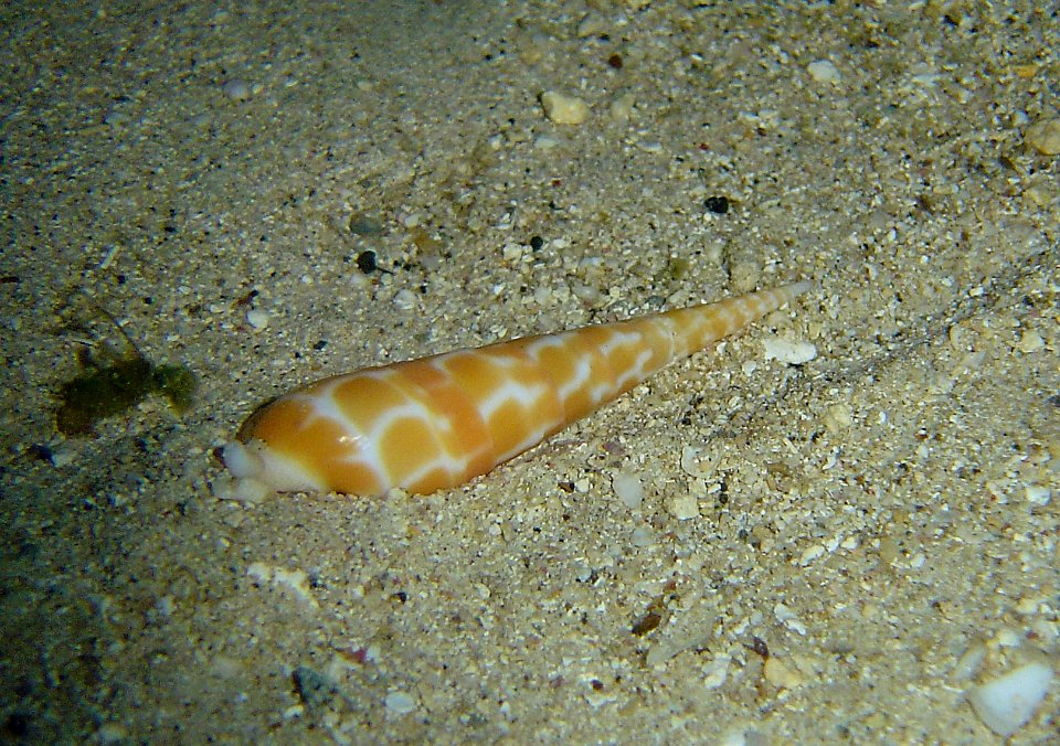 An auger shell (reef099837836)