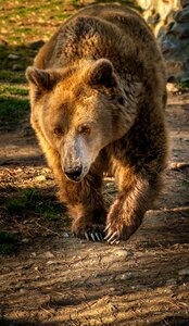 Animal mammal omnivorous