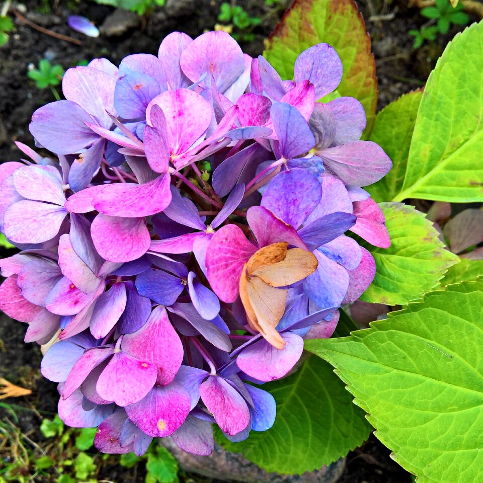 Plant petals turning to fall colors