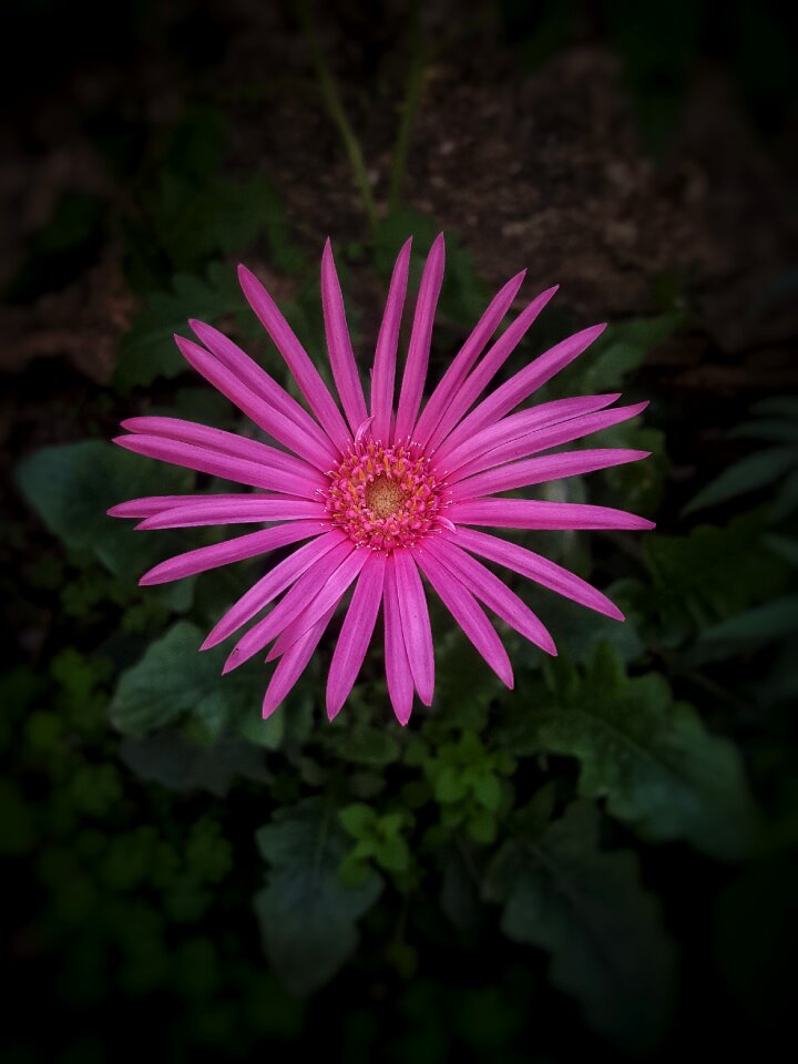 Garden petal color