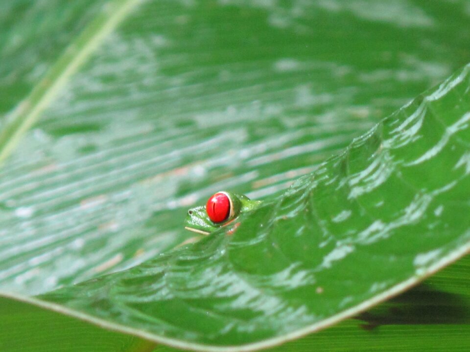 Costa rica frog nature