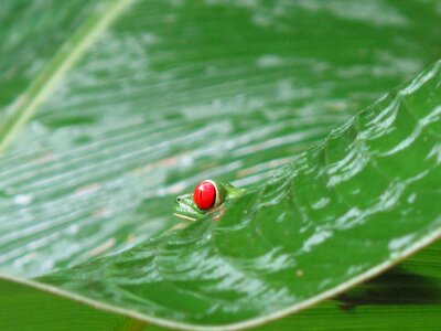 Costa rica frog nature