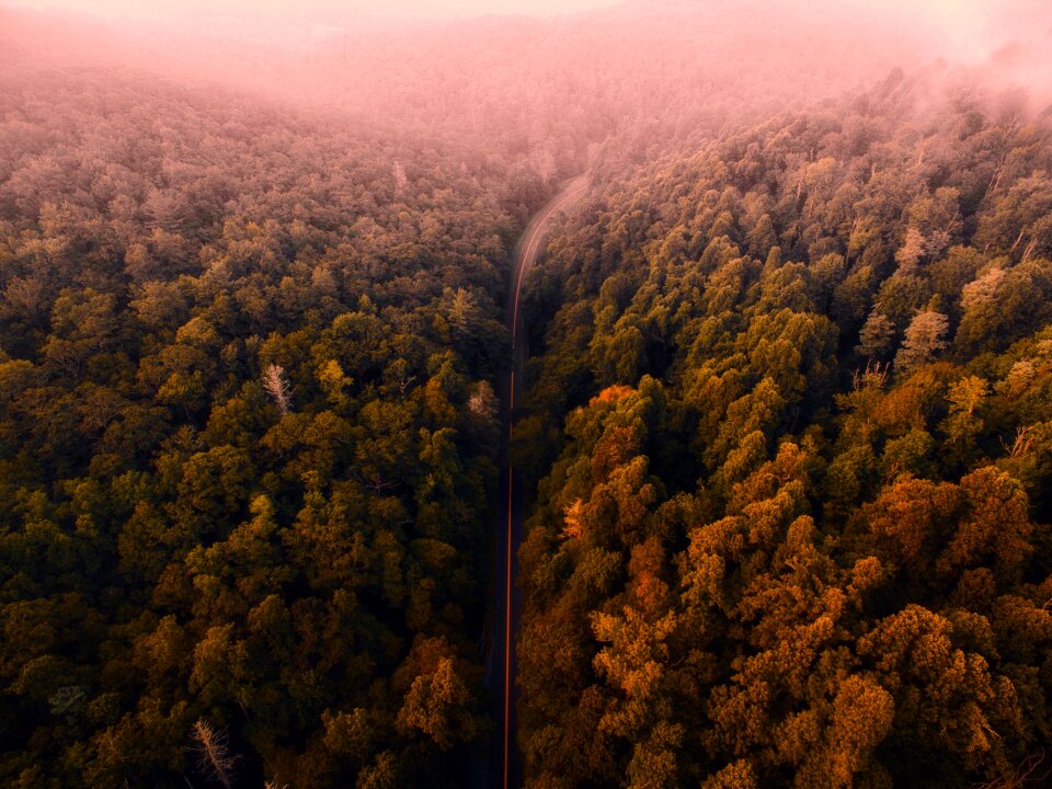 Sunrise fog nature