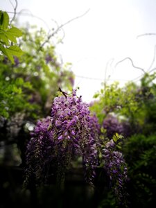 Flower wisteria plant