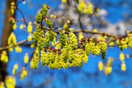 Flowering shrub spring flower plant photo