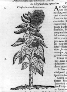 Chrysanthemum Peruuianum LCCN2005680910