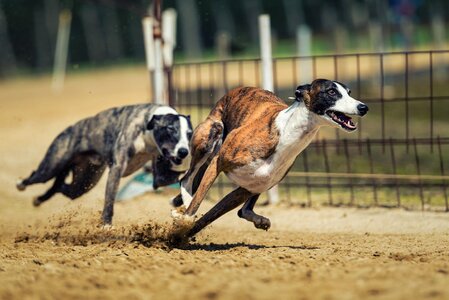 Race fun dog run