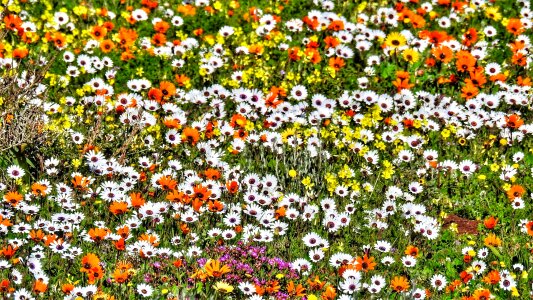 Namaqualand bloom colorful