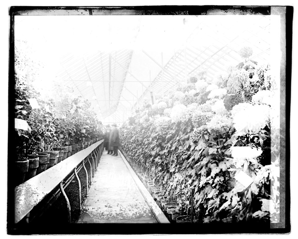 Chrysanthemum Show, 1921 LOC npcc.05258