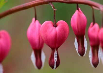 Spring pink flora