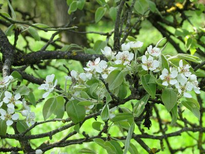 Apple blossoms apple tree flowers flowers