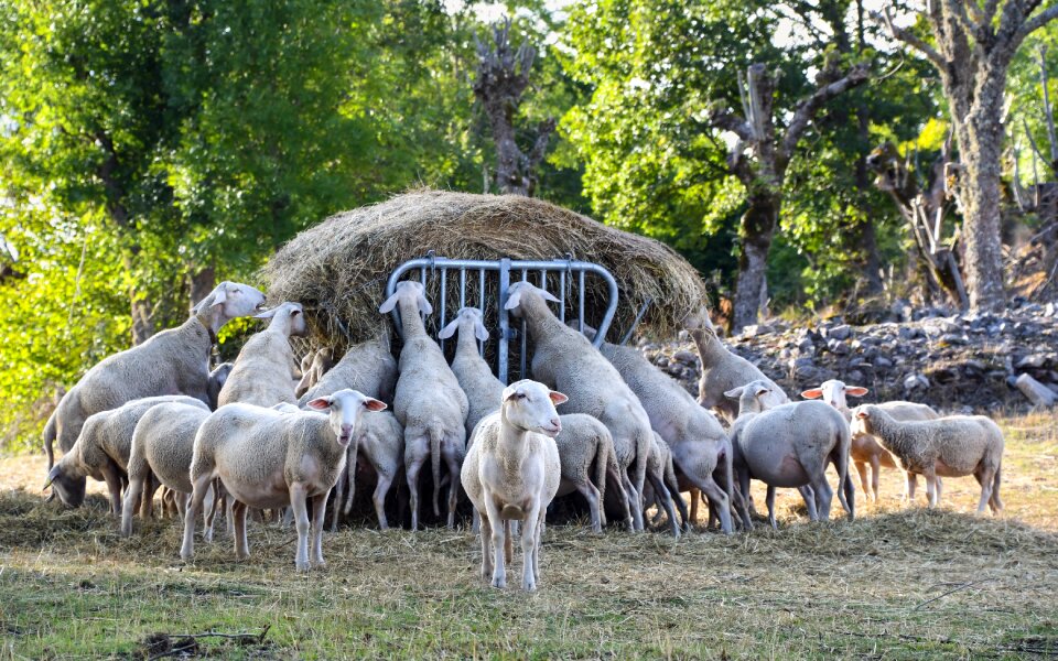 Animal field nature