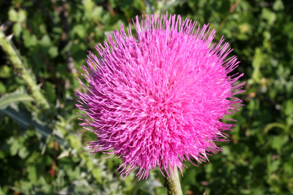 Nature plant blossom