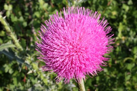 Nature plant blossom