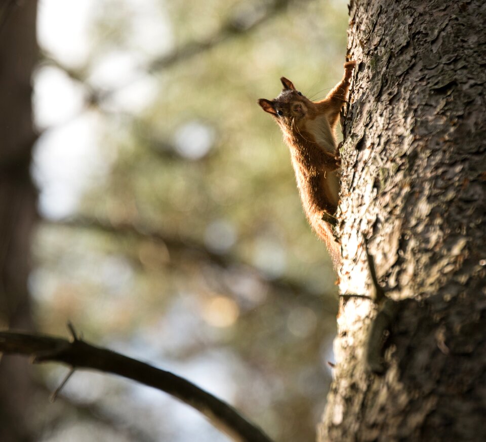 Wood nature animal world