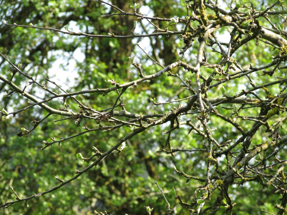 Apple tree branches aesthetic dry branches on the tree