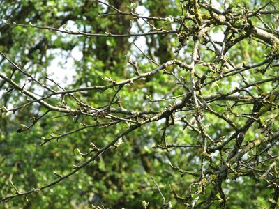 Apple tree branches aesthetic dry branches on the tree