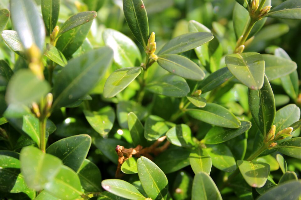 Hedge boxwood close up