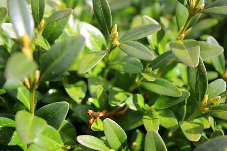 Hedge boxwood close up