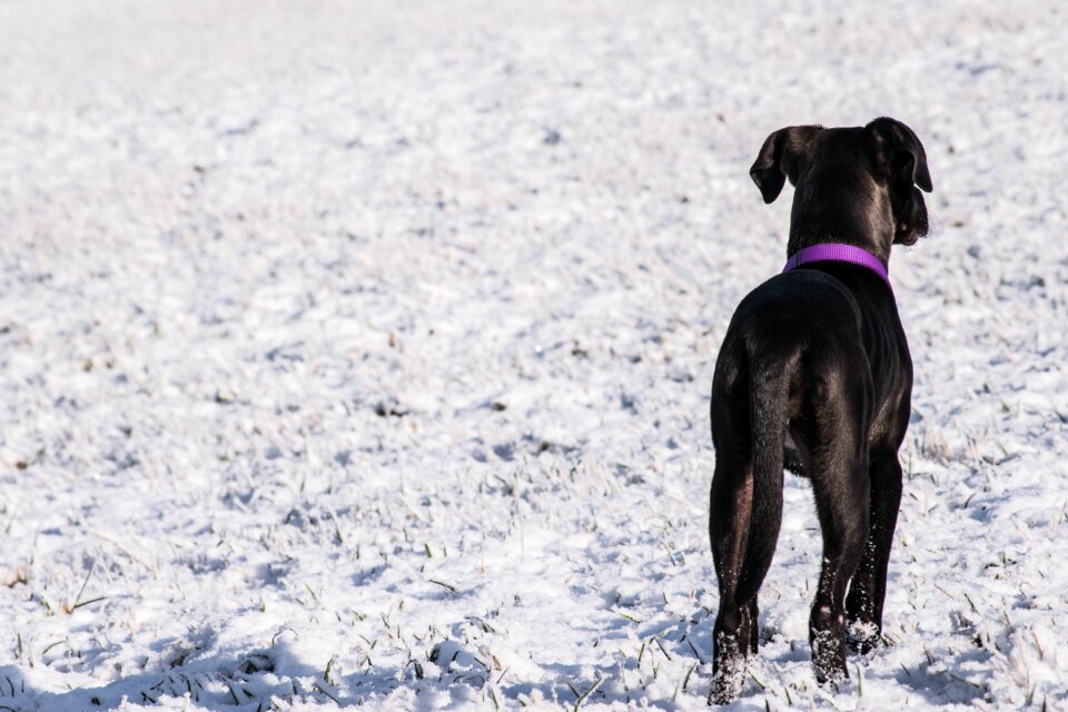 Animal nature dog