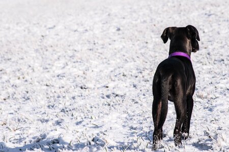 Animal nature dog photo