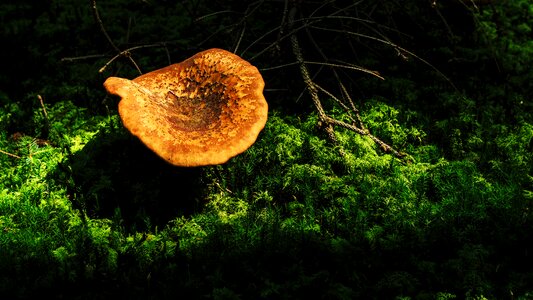 Tree fungus forest mushrooms autumn mood photo