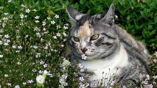 Domestic cat mackerel nature photo