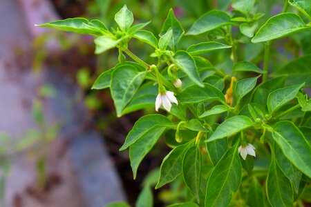 White flowers chillies capsicum flowers