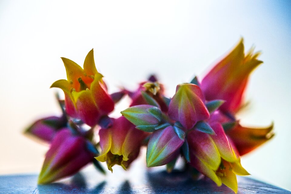 Macro detail colors
