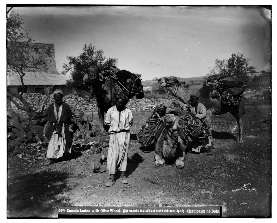 Costumes and characters, etc. Camels laden with olivewood LOC matpc.06800