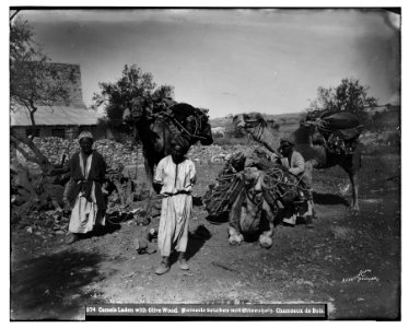 Costumes and characters, etc. Camels laden with olivewood LOC matpc.06800
