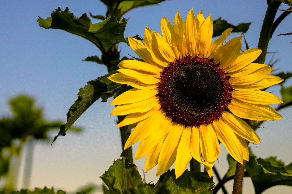 Flower plant nature