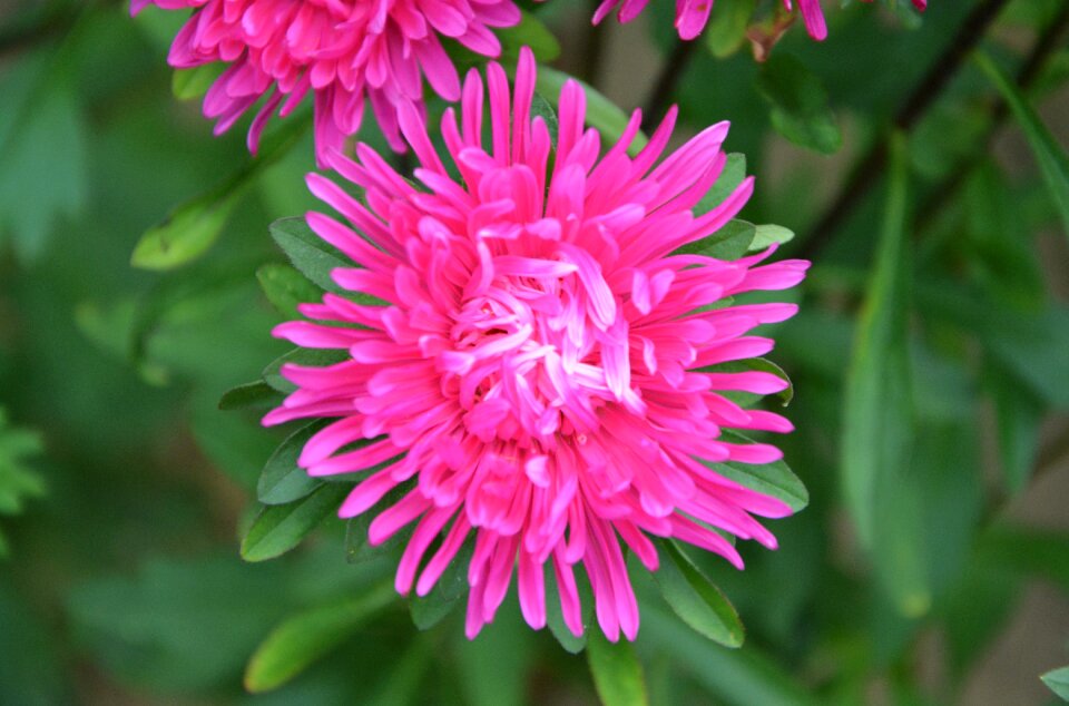 Bouquet offer garden