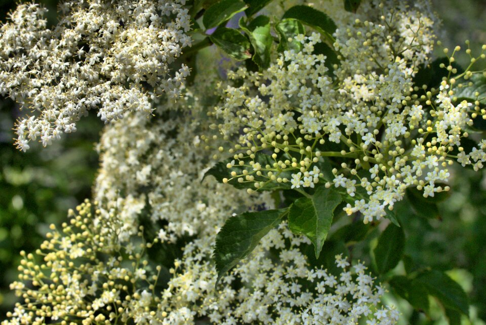 Umbel white sambucus