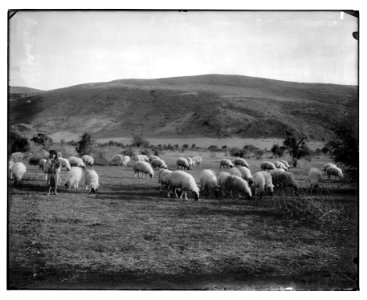 Costumes and characters, etc. Shepherd and sheep LOC matpc.06811