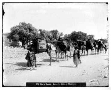 Costumes and characters, etc. Line of camels LOC matpc.06798