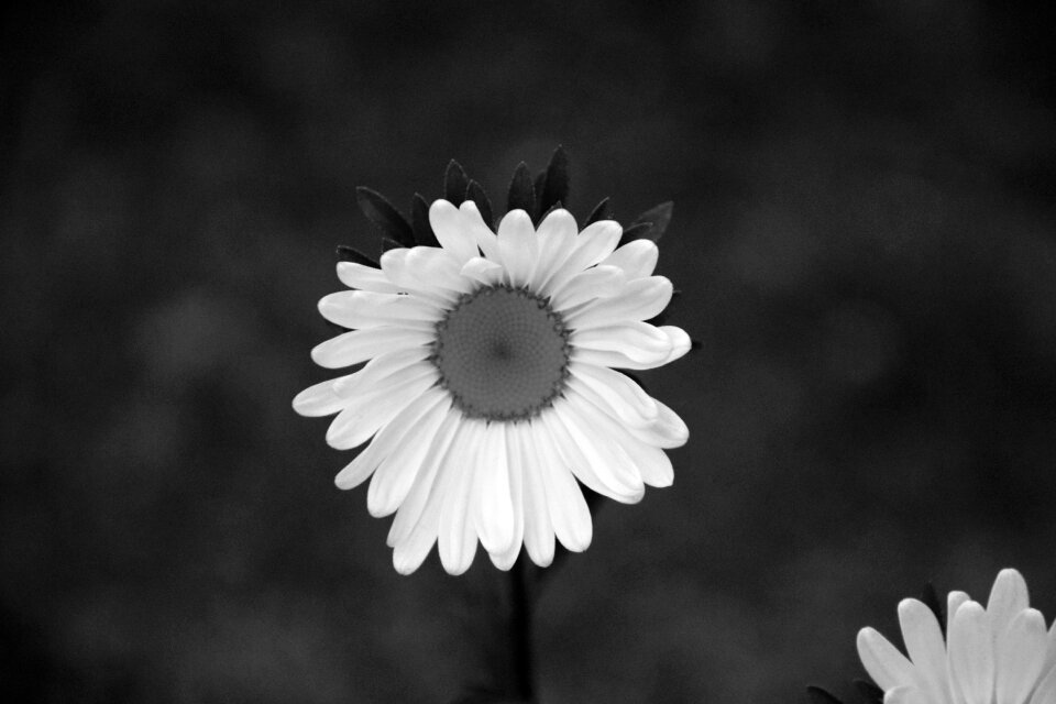 Tenderness bouquet nature